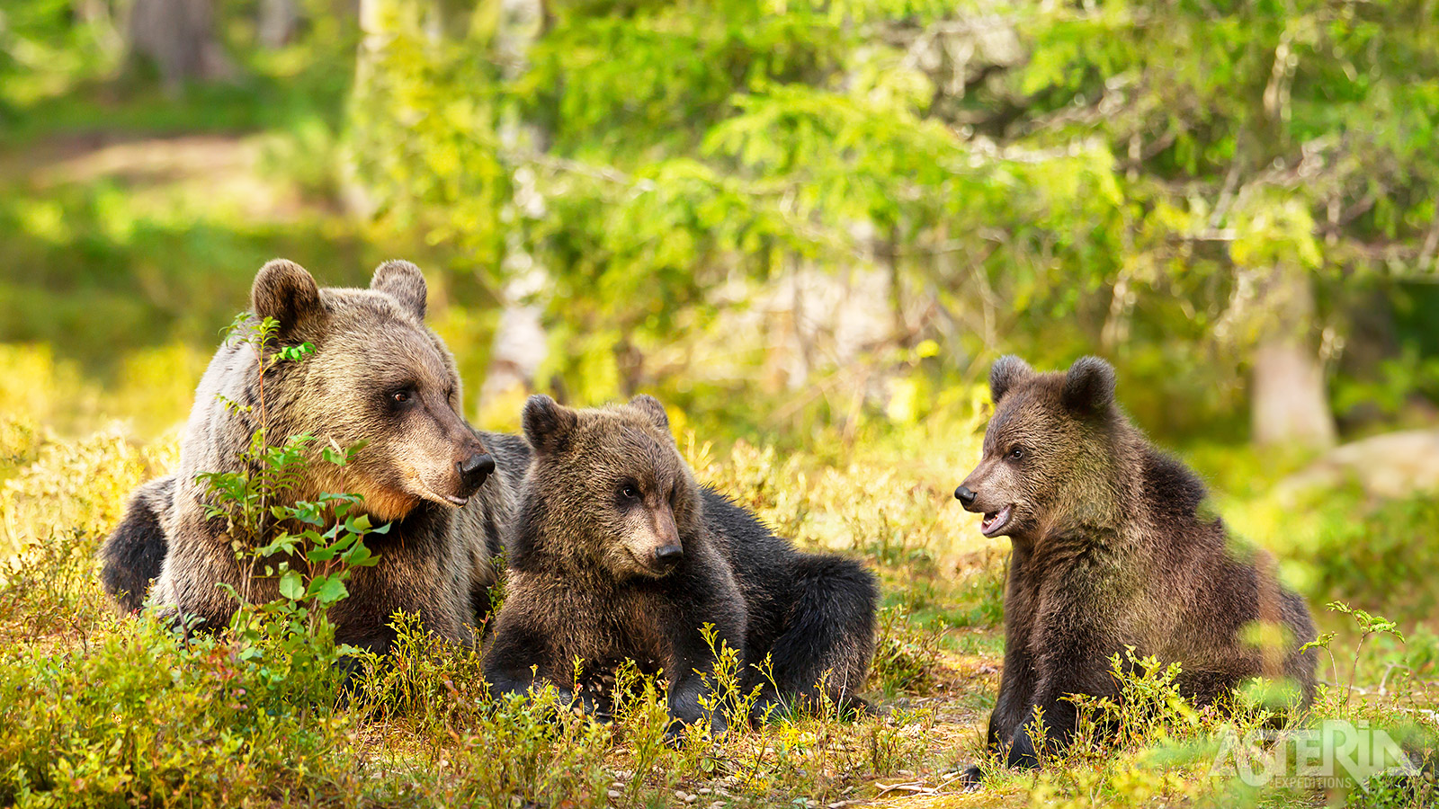Moeder beer op stap met haar twee cubs