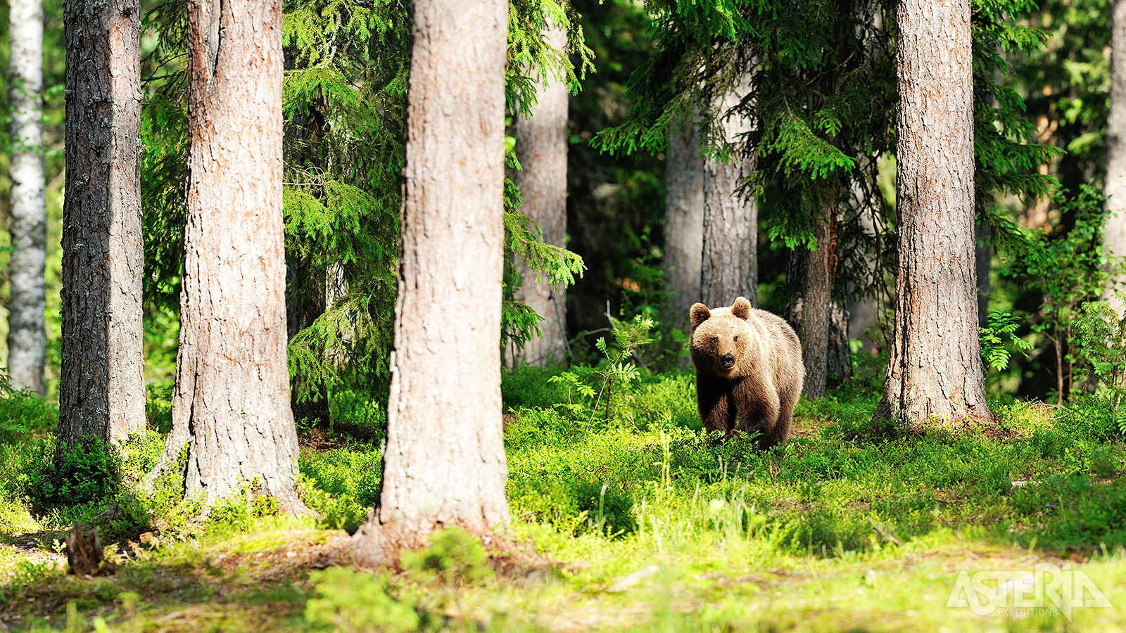 In deze streek in Finland komen naar schatting 900 bruine beren voor