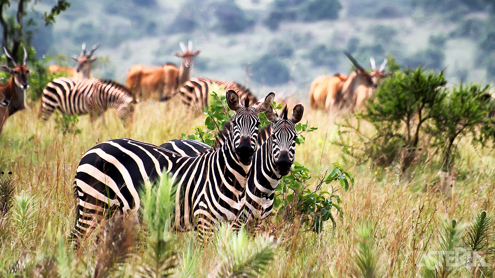 Het Akagera Nationaal Park is wellicht één van de best bewaarde geheimen van Afrika
