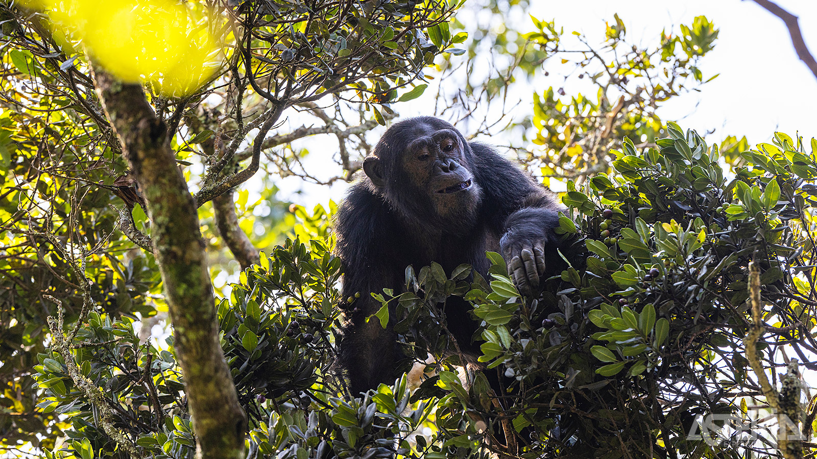 De reden waarom de meeste mensen het Nyungwe Nationaal Park bezoeken zijn de chimpansees die hier in het wild leven