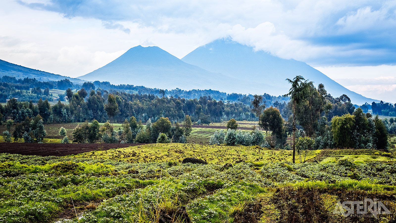In het noordwesten, grenzend aan de Virunga, ligt het Volcanoes Nationaal Park wat de bekendste attractie van Rwanda herbergt: de zeldzame berggorilla