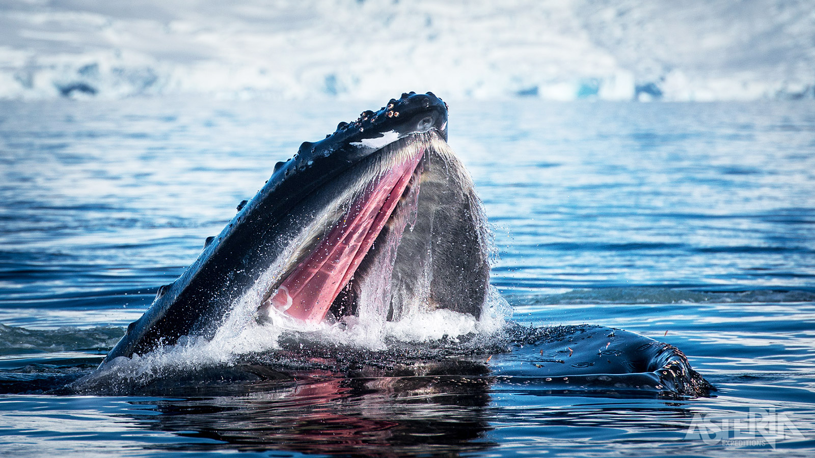 Bultruggen nemen grote hoeveelheden zeewater met skrill op, waarna ze het water door de baleinen filteren