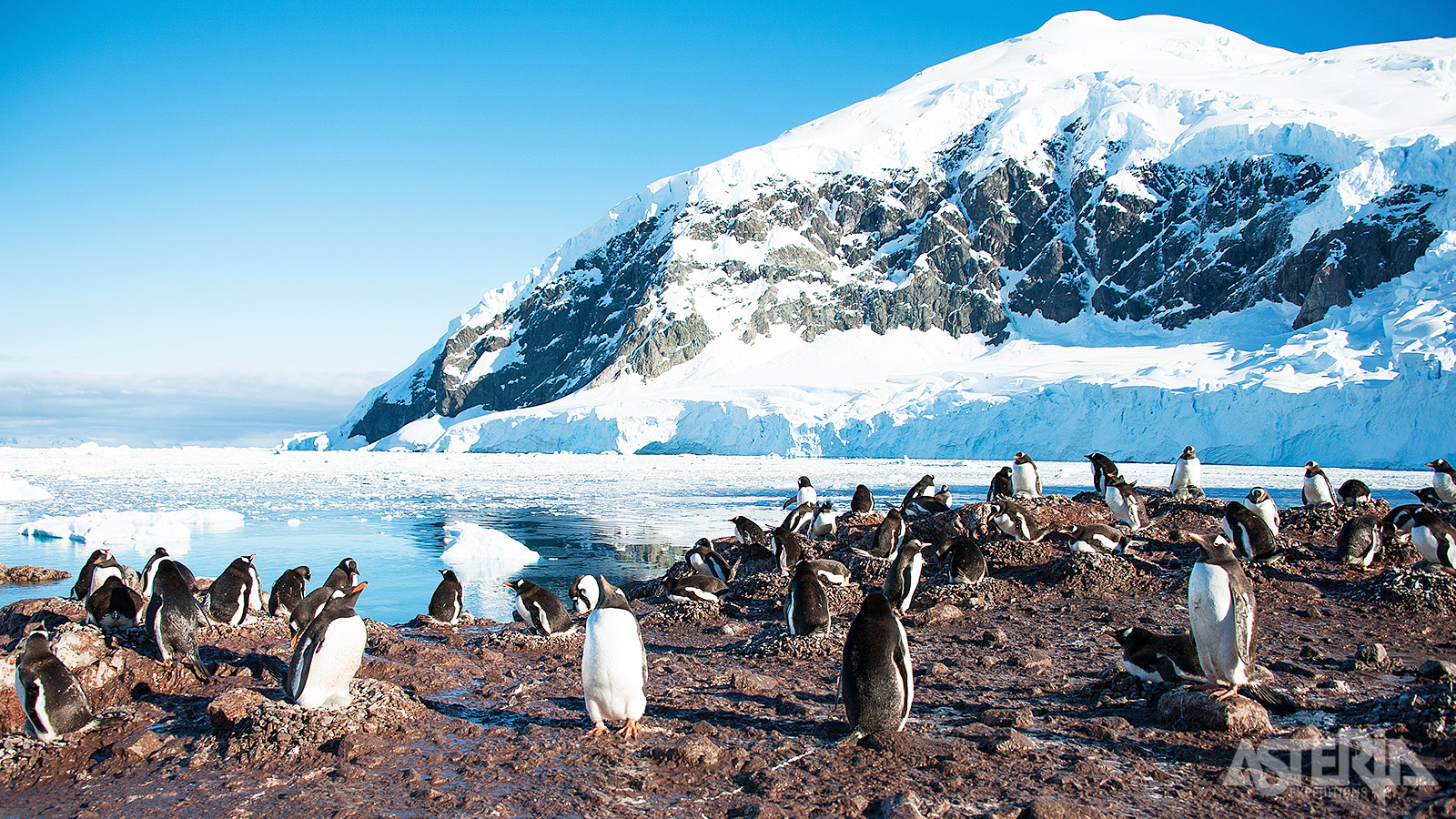 De rotskusten van het Antarctisch schiereiland vormen de ideale broedplaats voor pinguïnkolonies