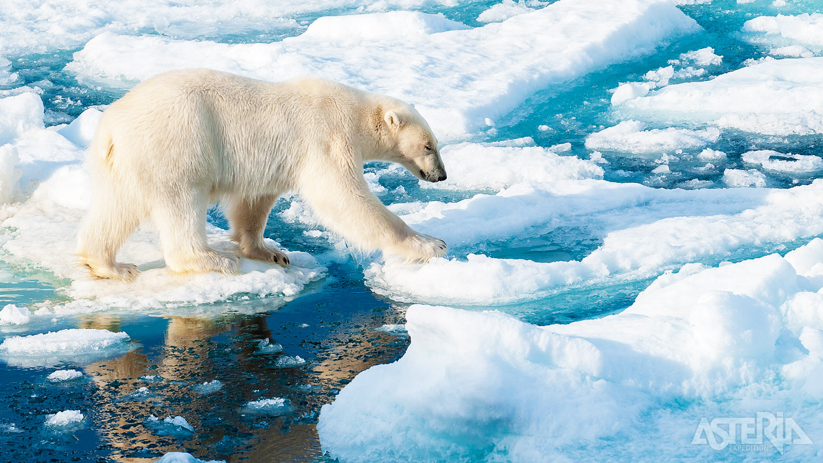 Hét symbool van Spitsbergen is natuurlijk de ijsbeer