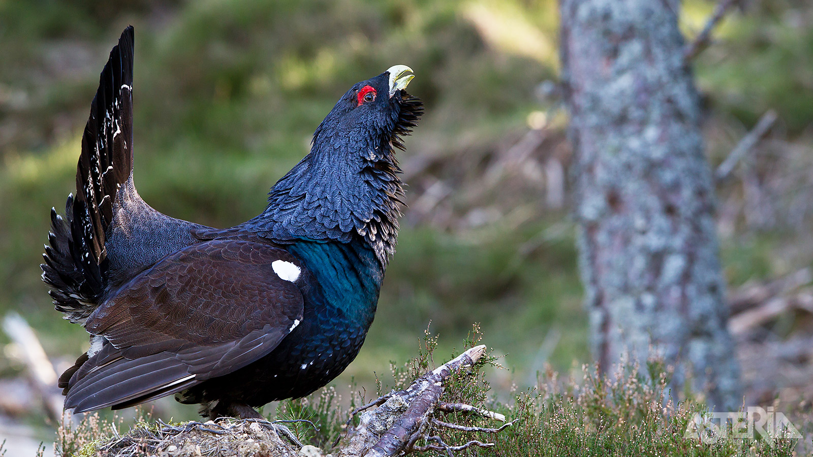 De uitgebreide oerbossen en de taiga vormen het ideale biotoop voor o.a. de zwarte auerhoen