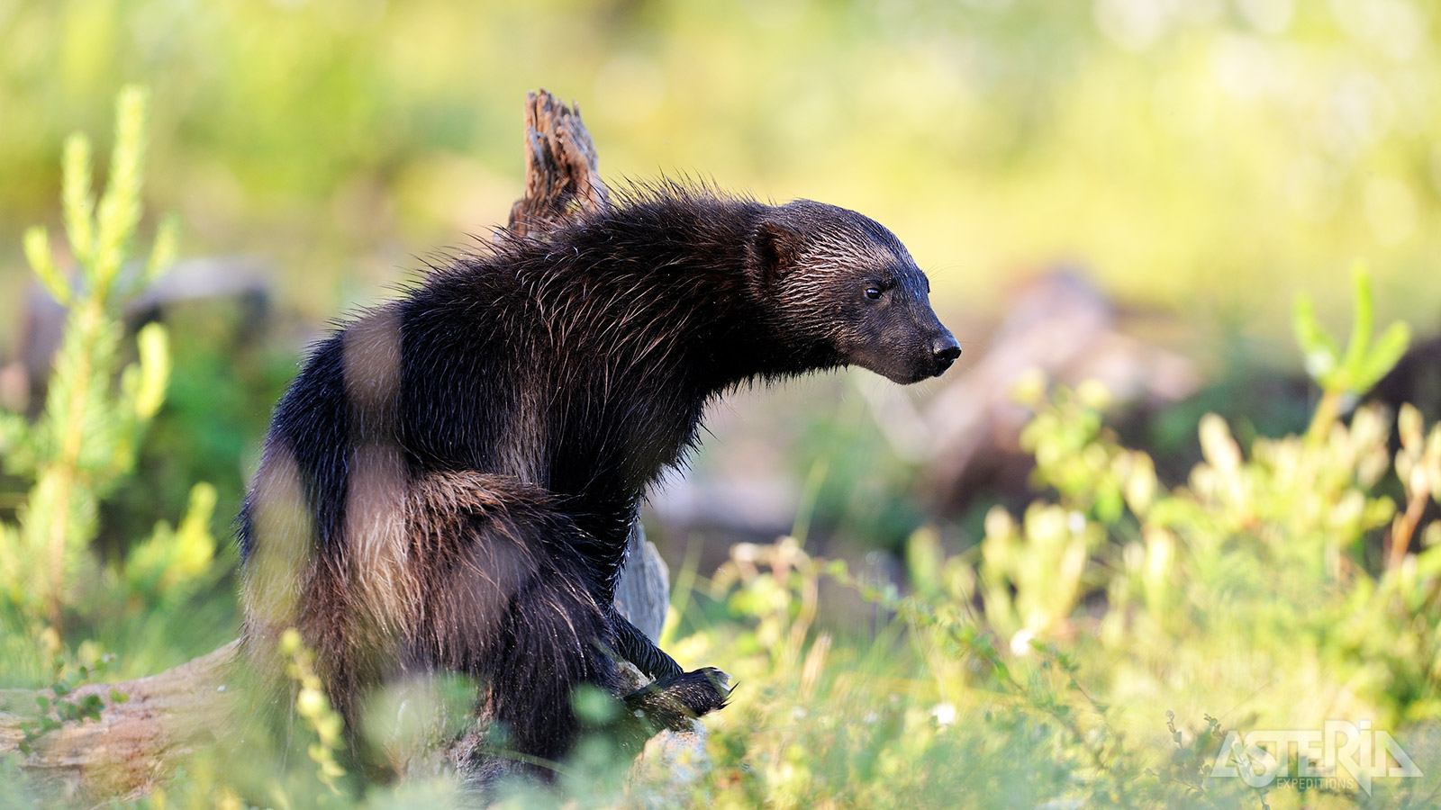 Maak een stop in het Ranua Wildlife Park en maak van dichtbij kennis met dieren die in Lapland leven, zoals de veelvraat