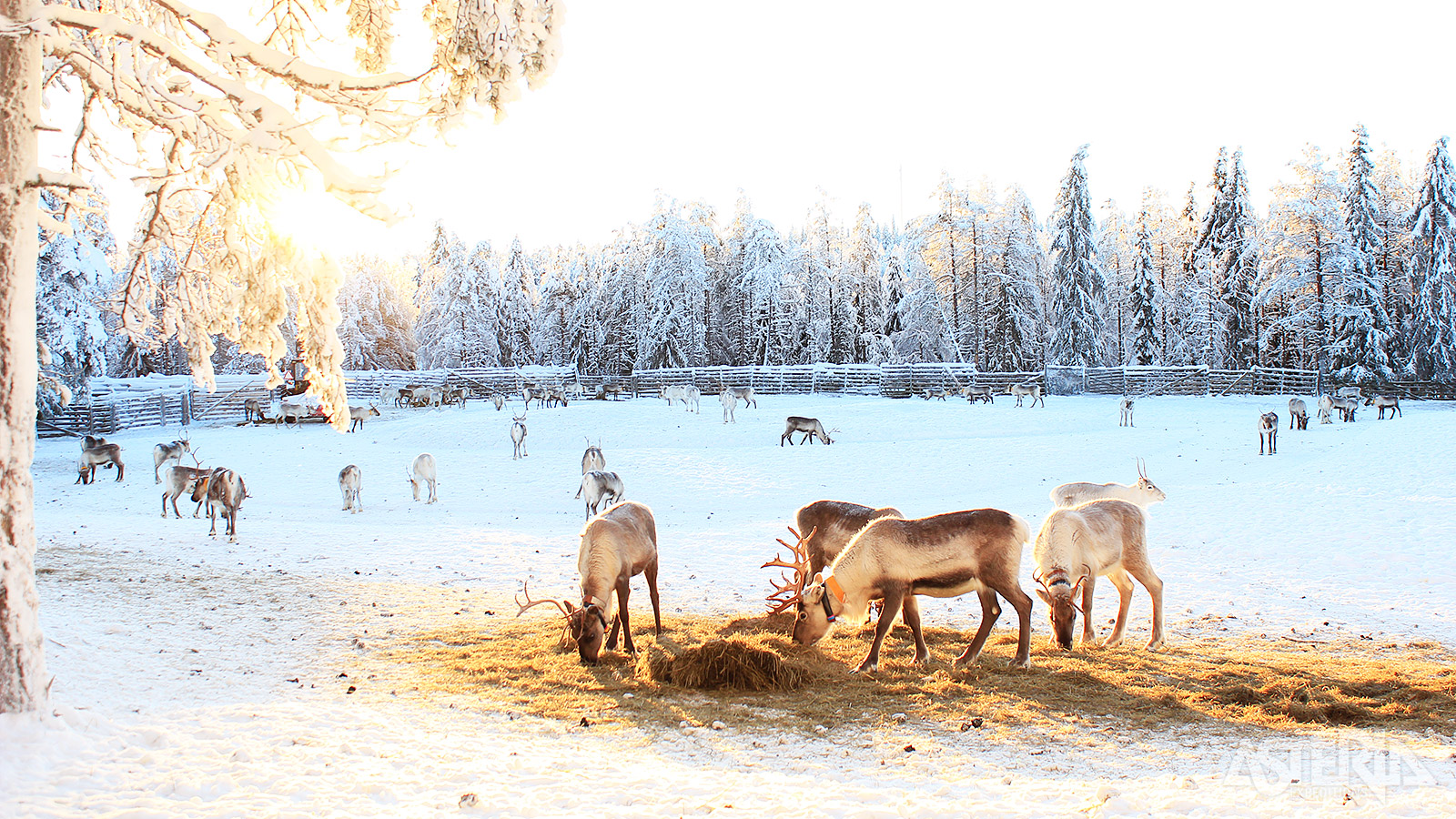 Maak kennis met deze typische Laplandbewoners tijdens een bezoek aan een rendierboerderij