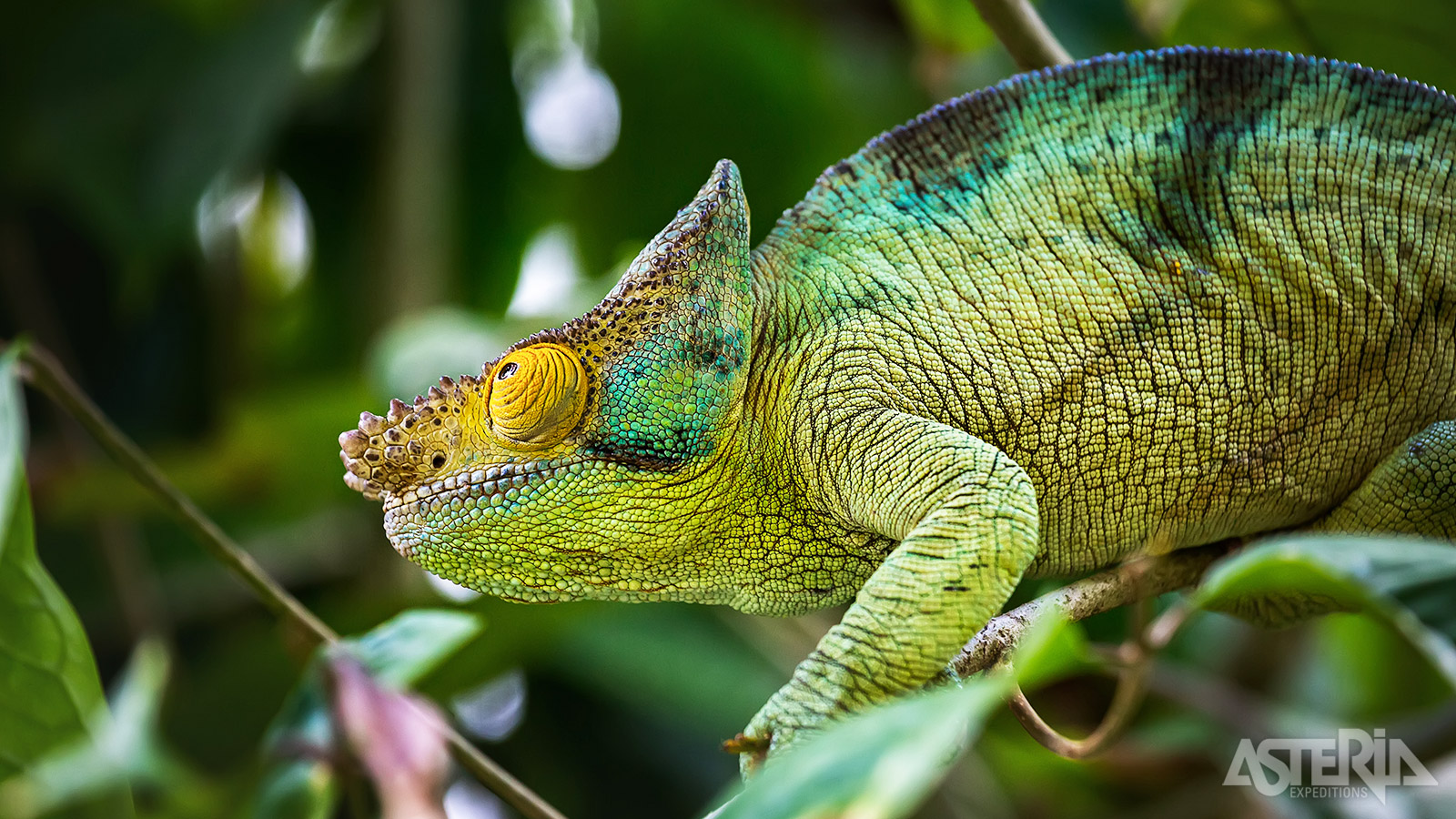 Op Madagascar kon de natuur ongestoord evolueren waardoor 90% van de flora & fauna enkel hier voorkomt