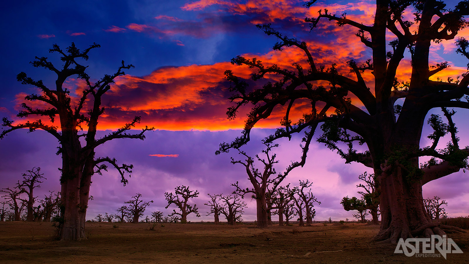 De Baobab - oftewel het meest fotografeerde en iconische stukje Madagascar