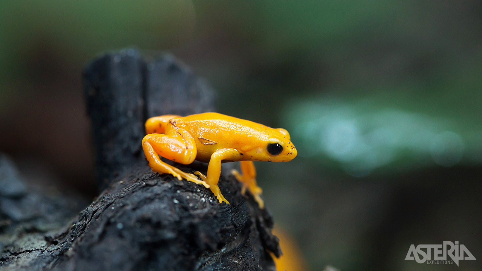 Madagascar is een bron van leven, met meer dan 5% van alle dier- en plantensoorten wereldwijd