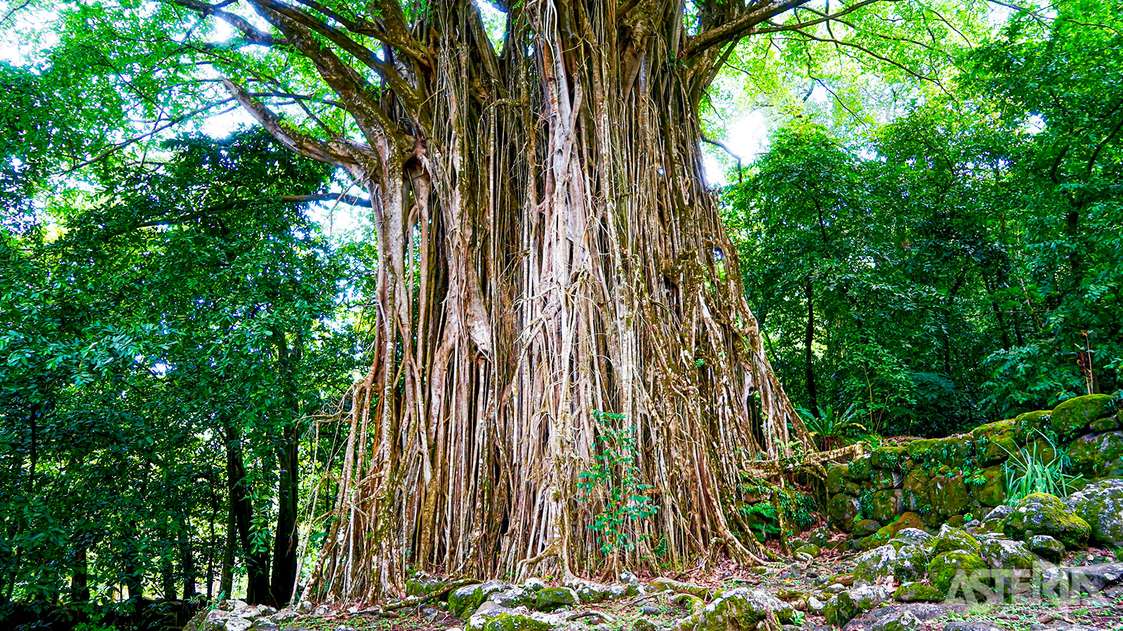 Ontdek een unieke natuur zoals deze banyan boom op Nuku Hiva,