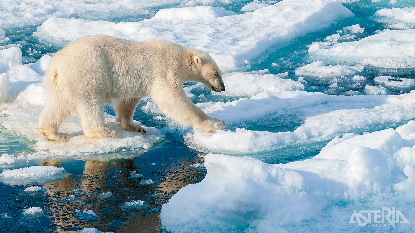 OP het pakijs tussen Spitsbergen en Groenland is de kans het grootst om een ijsbeer te spotten