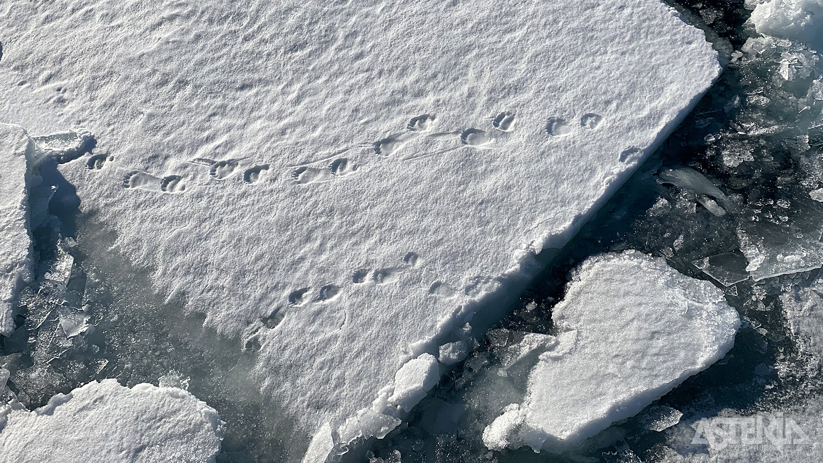 Voetsporen in de sneeuw verraden de aanwezigheid van ijsberen