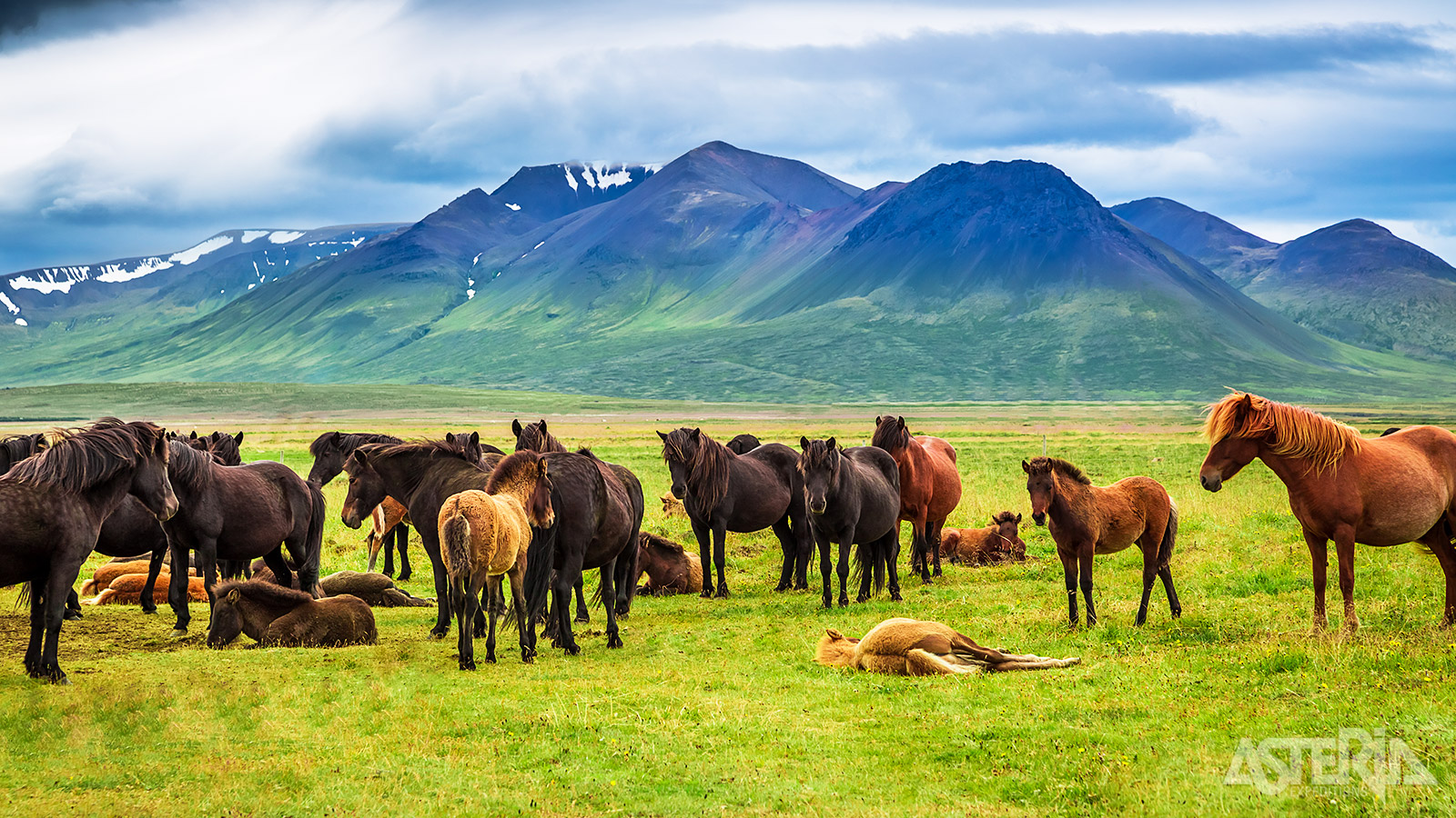 Je rijdt verder naar Skagafjördur, waar je IJslandse paarden in de weilanden ziet