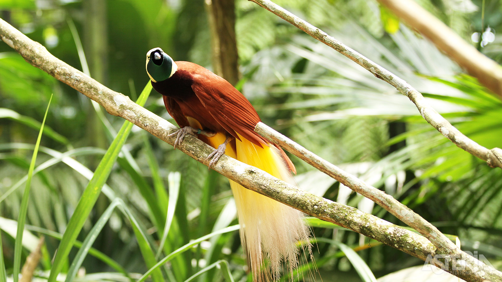 Eén van de verschillende soorten paradijsvogels die voorkomen in Papoea-Nieuw-Guinea