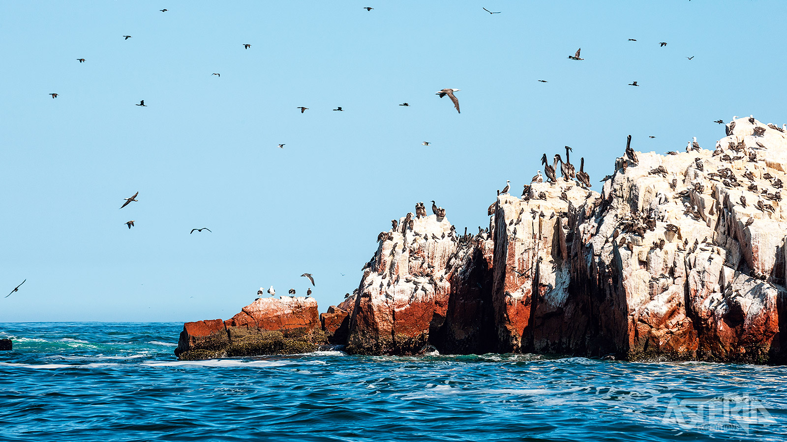 Duizenden zeeleeuwen, pinguïns, dolfijnen en pelikanen bewonen de Ballestas-eilandengroep voor de kust van Peru