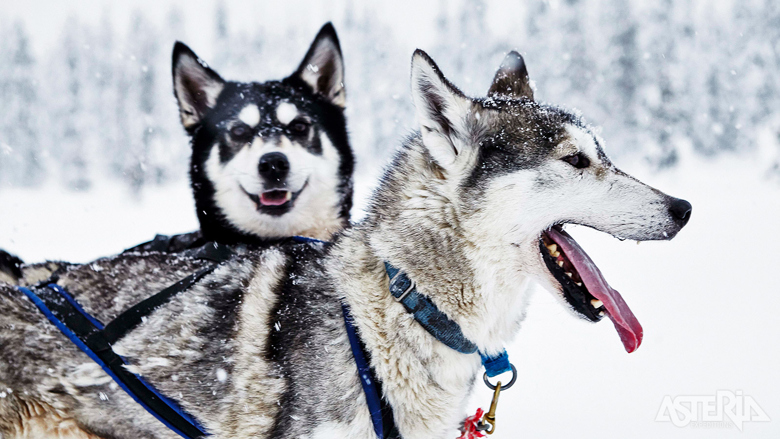 Een tocht met huskies vormt een onvergetelijk hoofdstuk van jouw Lapland-avontuur