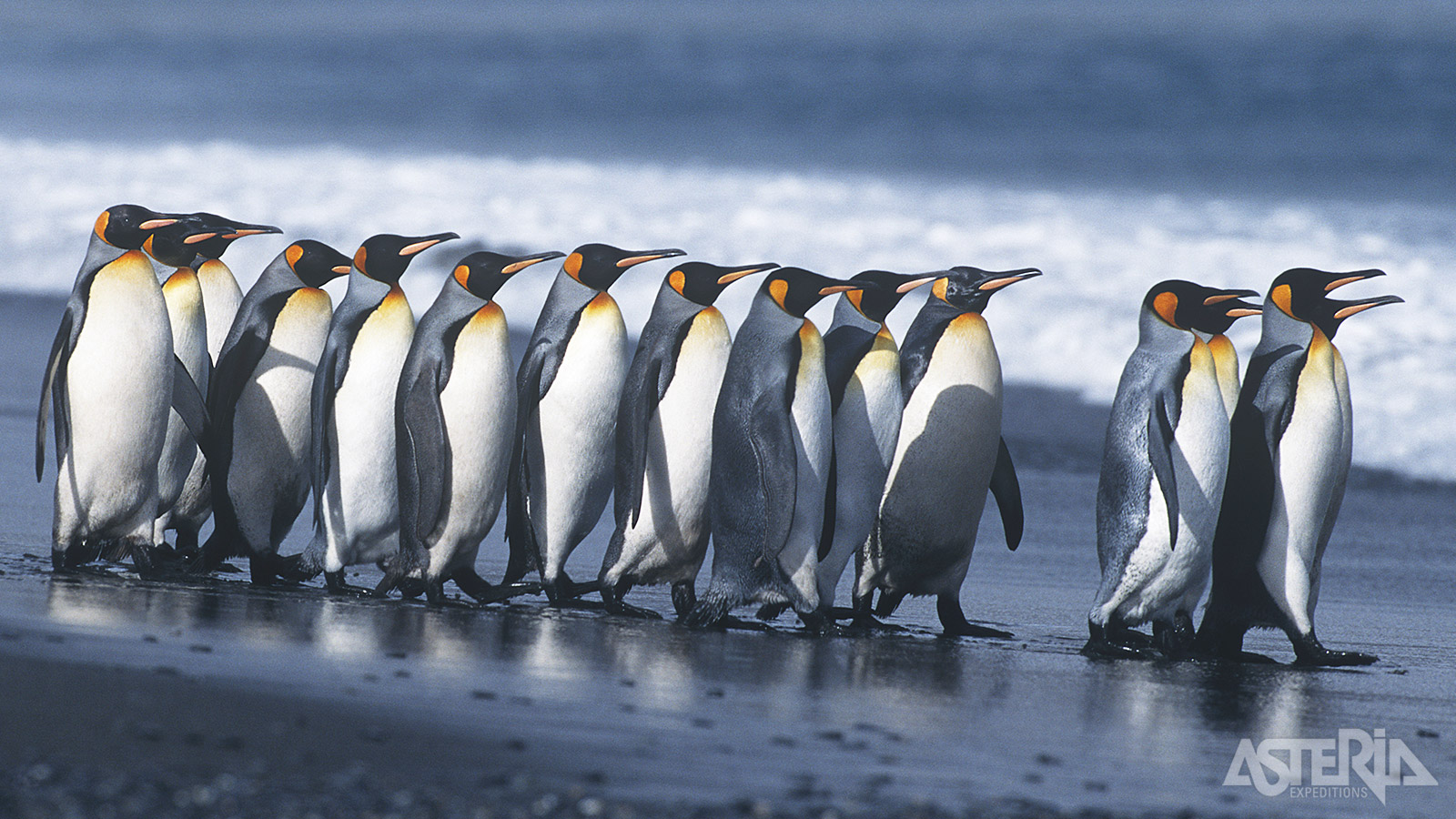 De koningspinguïn is op de keizerspinguïn na de grootste pinguïnsoort en wordt tot 100cm groot