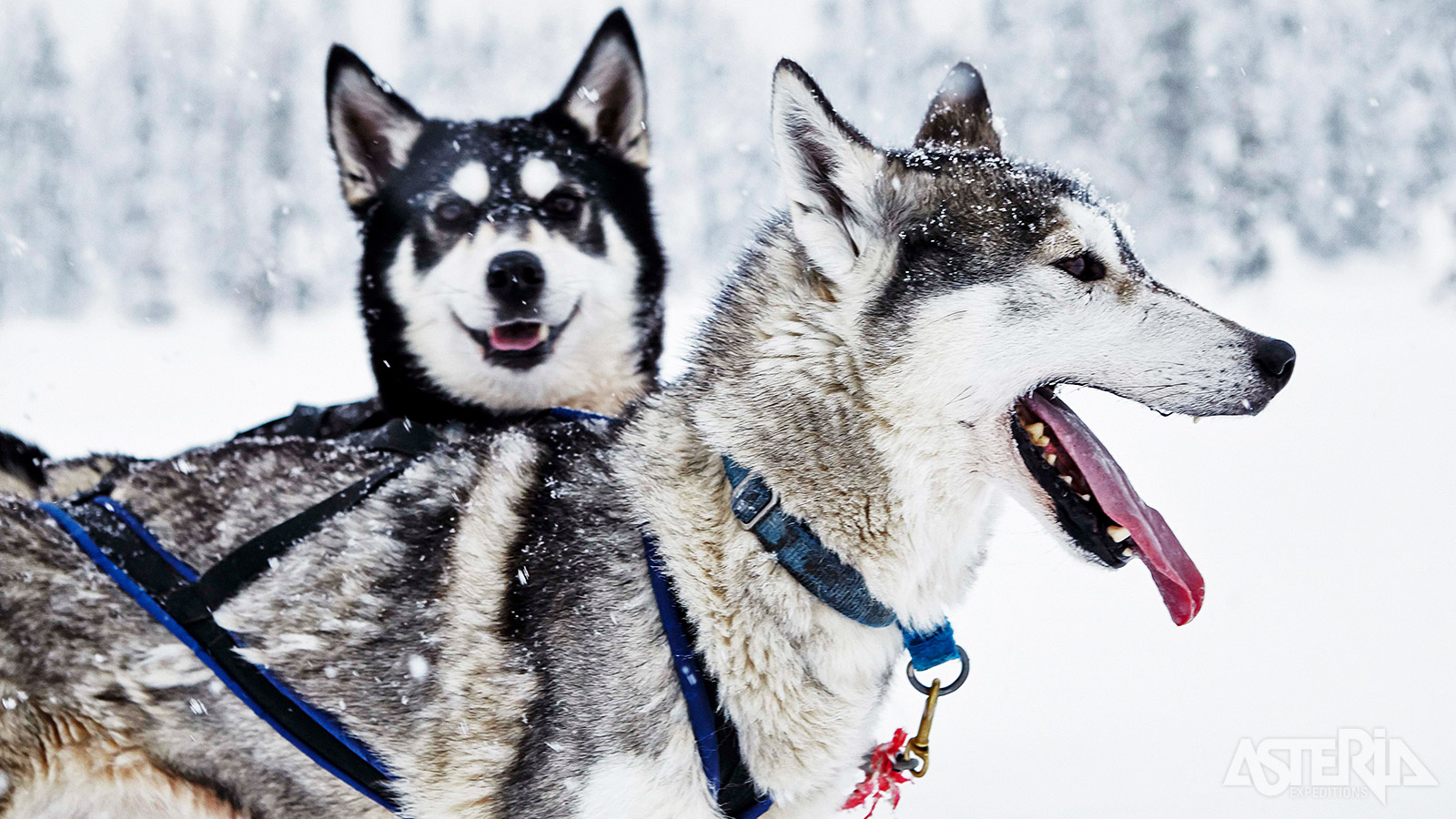 Voor veel mensen is een huskytocht het hoogtepunt van een reis naar Lapland