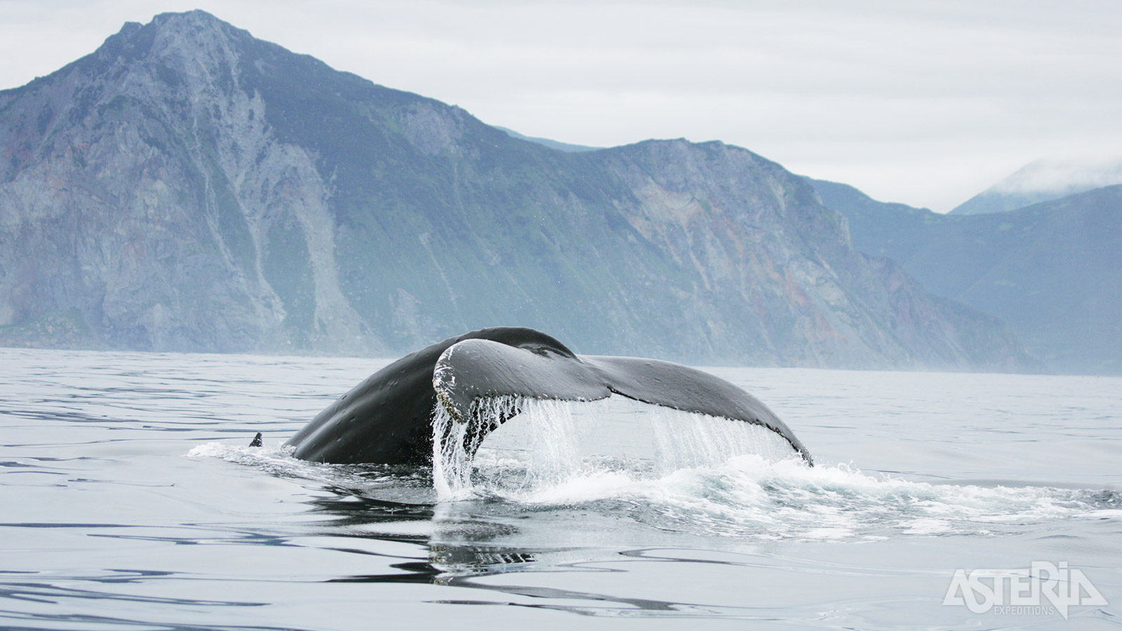 Met wat geluk spot je tijdens de zeiltocht walvissen -en dolfijnen